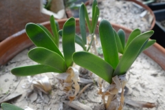 Strumaria hardyana