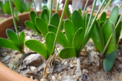 Strumaria bidentata