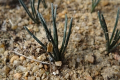 Ornithogalum adseptentrionesvergentum