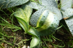 Brunsvigia namaquanum variegated