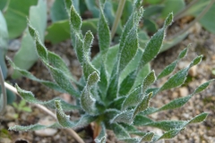 Eriospermum cervicorne
