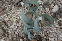 Cyrtanthus smithiae