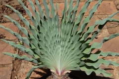 Boophone disticha Eastern Cape frilly leaf form