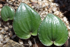 Eriospermum subincanum