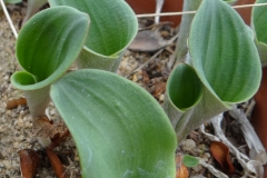 Eriospermum sp.