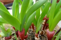 Strumaria truncata