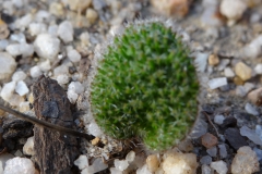 Eriospermum erinum