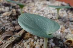Eriospermum sp. Alexander Bay