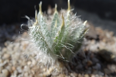 Gethyllis setosa