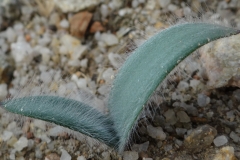 Strumaria aestivale