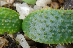 Brunsvigia namaquana