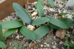 Brunsvigia gariepensis