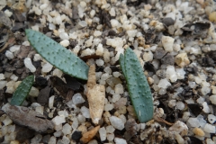 Brunsvigia nova sp