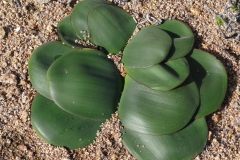 Brunsviga orientalis