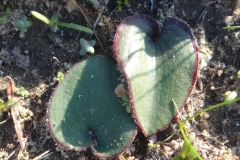 Eriospermum sp