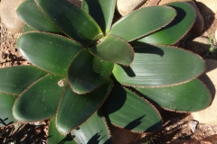 Crossyne guttata