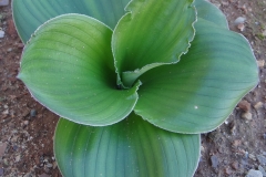 Eucomis regia