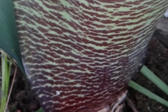 Haemanthus coccineus