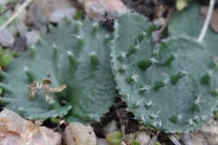 Eriospermum appendiculatum
