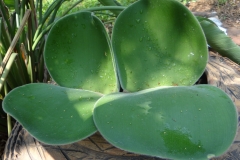 Haemanthus deformis