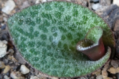 Resnova megaphylla