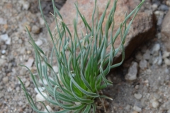 Ledebouria leptophylla