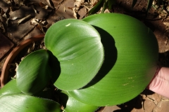 Haemanthus humilis subsp humilis
