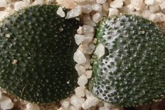 Brunsvigia radula