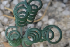 Gethyllis lanuginosa