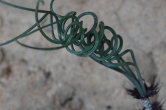 Gethyllis verticillata