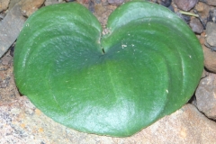 Eriospermum zeyheri