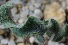 Eriospermum eriophorum