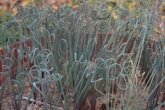 Albuca sp.