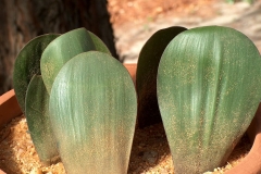 Haemanthus nortieri