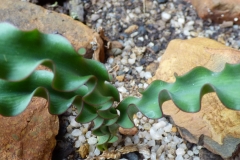 Haemanthus crispus