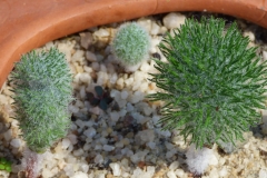 Eriospermum paradoxum