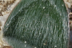 Haemanthus pubescens subsp pubescens