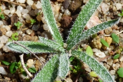 Gethyllis barkerae subsp. paucifolius