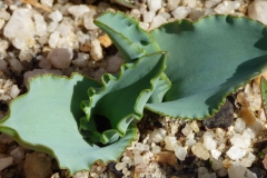 Lachenalia violacea