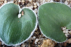 Eriospermum lanimarginatum