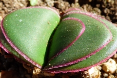 Brunsvigia striata