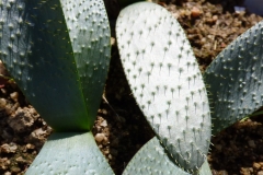 Brunsvigia namaquana Naip se Berg