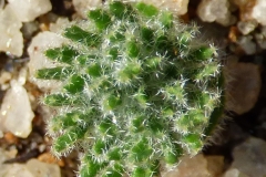 Eriospermum dregei