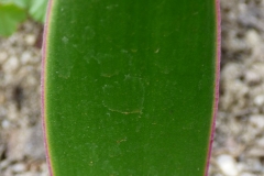 Haemanthus amarylloides subsp. polyanthus