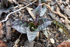 Ledebouria sp.