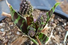 Ledebouria sp.