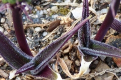 Scilla kraussii