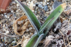 Scilla kraussii