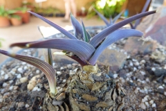 Merwilla plumbea dwarf