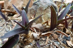 Scilla kraussii